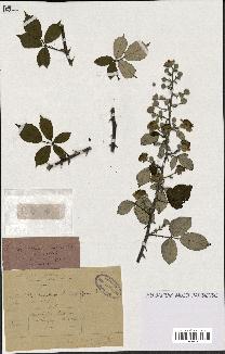 spécimen de Rubus ulmifolius