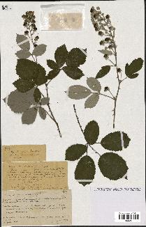 spécimen de Rubus ulmifolius