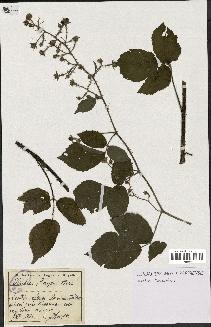 spécimen de Rubus ulmifolius