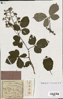 spécimen de Rubus ulmifolius