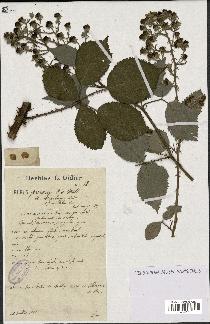 spécimen de Rubus procerus