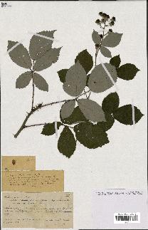 spécimen de Rubus procerus