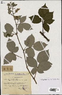 spécimen de Rubus procerus