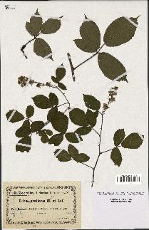 spécimen de Rubus gratiosus