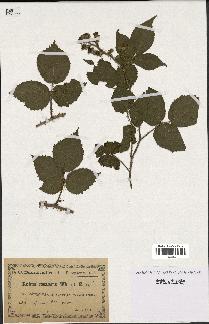 spécimen de Rubus rosaceus