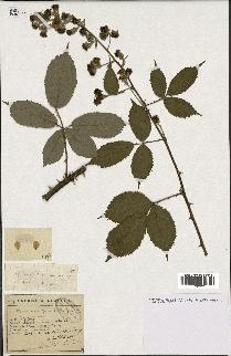 spécimen de Rubus lemaitrei