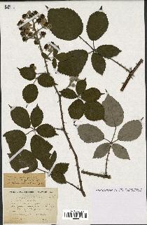 spécimen de Rubus prolongatus