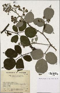 spécimen de Rubus godronii