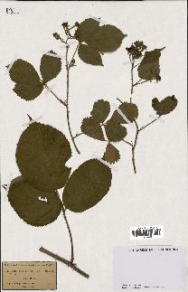 spécimen de Rubus bellardii