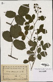 spécimen de Rubus obtruncatus