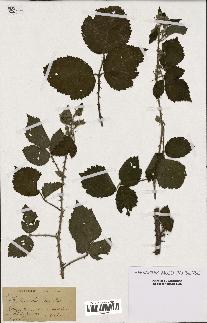 spécimen de Rubus horridus