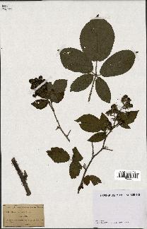 spécimen de Rubus lividus