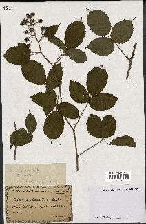 spécimen de Rubus horridulus