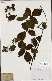 spécimen de Rubus glandulosus