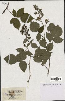 spécimen de Rubus obtruncatus