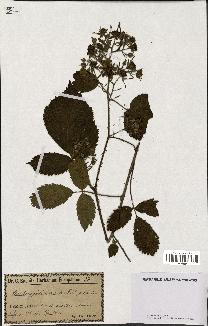 spécimen de Rubus foliosus