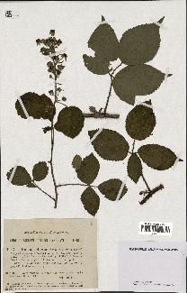 spécimen de Rubus foliosus