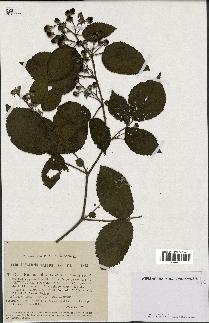 spécimen de Rubus foliosus