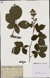 spécimen de Rubus polyanthemus