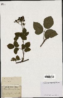 spécimen de Rubus ulmifolius x caesius