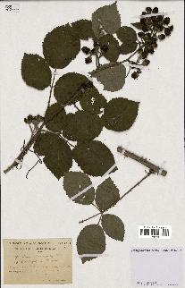 spécimen de Rubus rhamnifolius