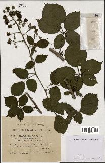 spécimen de Rubus obscurus