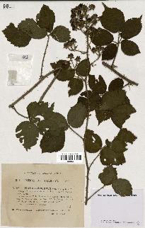 spécimen de Rubus obscurus