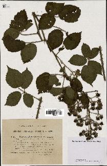 spécimen de Rubus obscurus