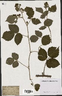 spécimen de Rubus horridus