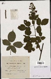 spécimen de Rubus obscurus