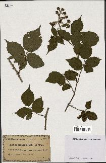 spécimen de Rubus rosaceus