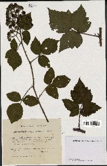 spécimen de Rubus rosaceus