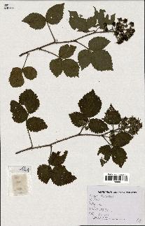 spécimen de Rubus rosaceus