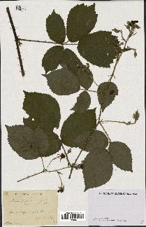 spécimen de Rubus sp.