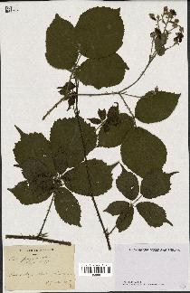 spécimen de Rubus sp.
