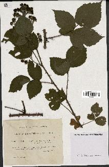 spécimen de Rubus rosaceus