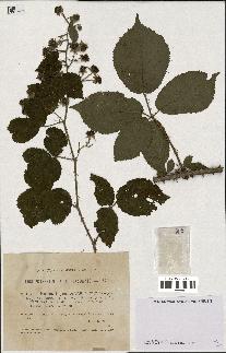 spécimen de Rubus lejeunei