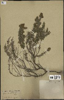 spécimen de Thymus saturejoides