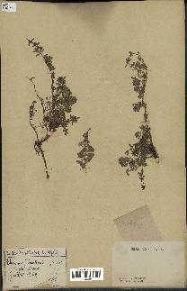 spécimen de Thymus serpyllum