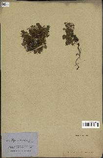 spécimen de Thymus serpyllum