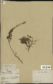 spécimen de Thymus serpyllum