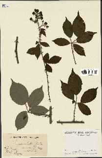 spécimen de Rubus geniculatus