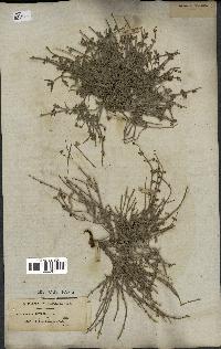 spécimen de Salvia aegyptiaca
