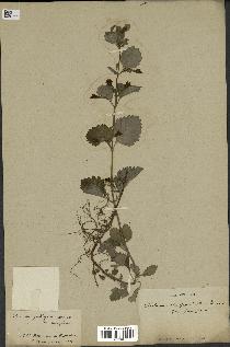 spécimen de Calamintha grandiflora