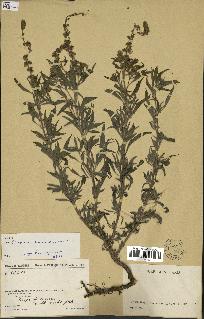 spécimen de Ocimum basilicum