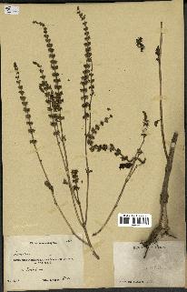 spécimen de Ocimum basilicum