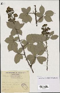 spécimen de Rubus tomentosus x ulmifolius