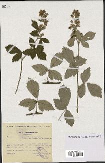 spécimen de Rubus tomentosus
