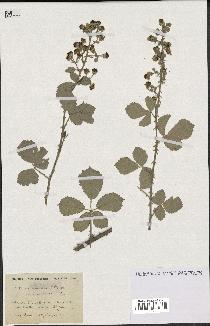 spécimen de Rubus tomentosus