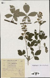 spécimen de Rubus tomentosus